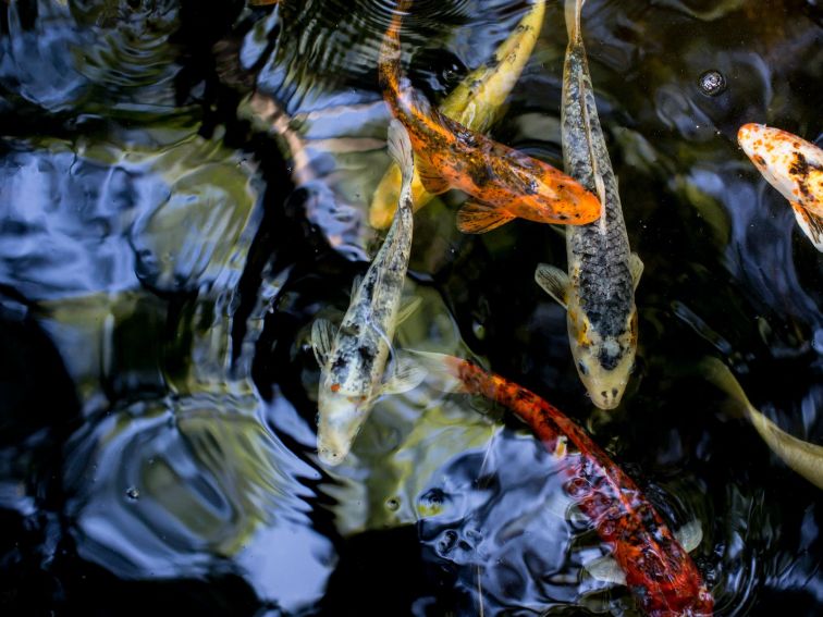 koi fish refelection