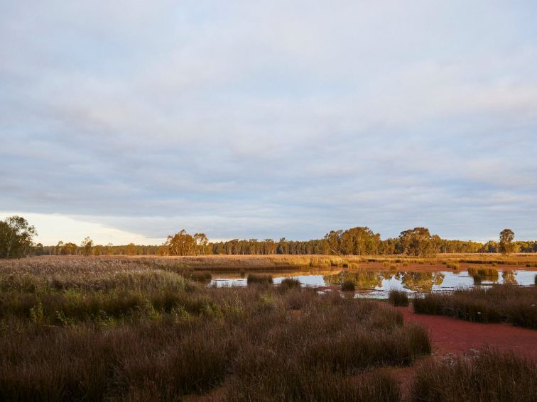 Reed Beds Bird Hide