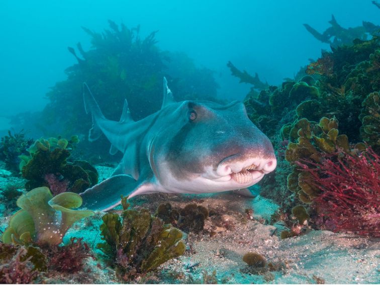 Snorkeling in Cabbage Tree Bay, Port Jackson shark