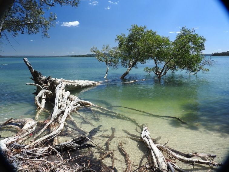 Tilligerry Habitat foreshore