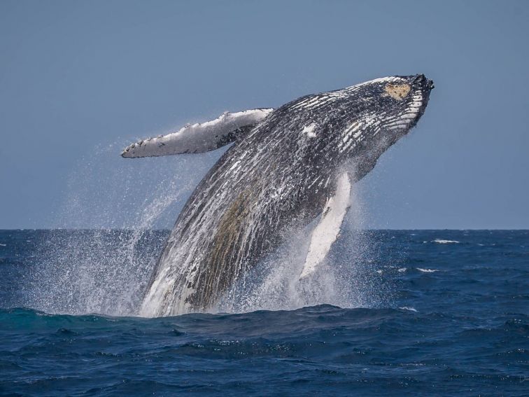 Whale Watching, Eden, Sapphire Coast, Lookout