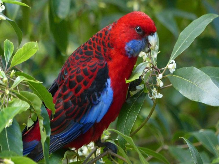 Crimson Rosella