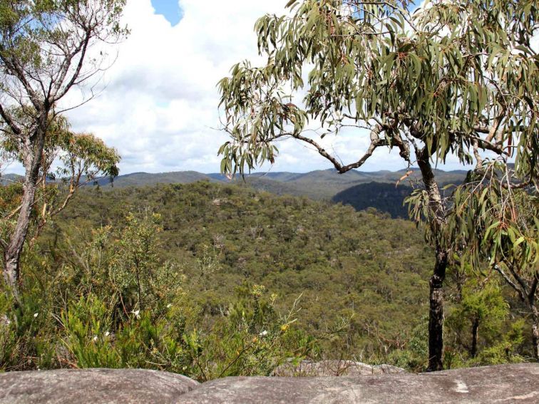 248 Track, Popran National Park. Photo: John Yurasek