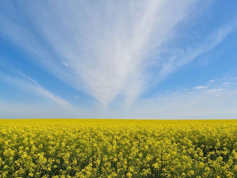 Canola Trail