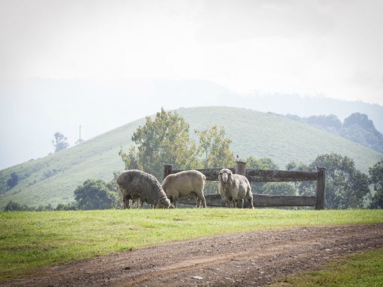 Tocal Sheep