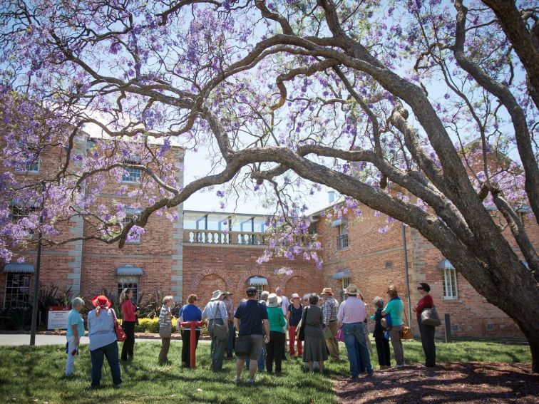 People stand outside the Female Orphan School under jacaranda tree and guide explains