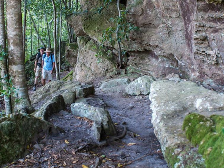 George Boyd Rainforest walking track