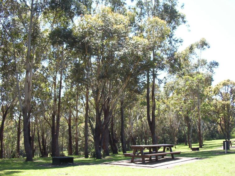 Blackbutt Forest Reserve | NSW Government