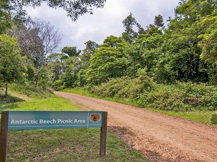 Sign at entry to Antarctic Beech picnic area, Border Ranges National Park. Photo credit: John