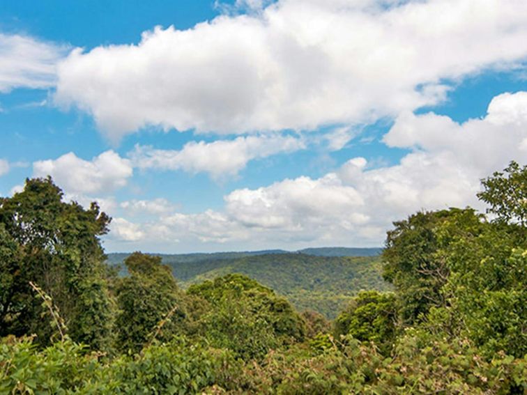 Northern views from Antarctic Beech picnic area, Border Ranges National Park. Photo credit: John