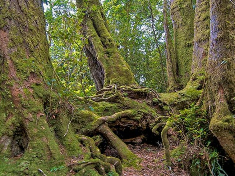 Moss-covered trees near Antarctic Beech picnic area, Border Ranges National Park. Photo credit: John