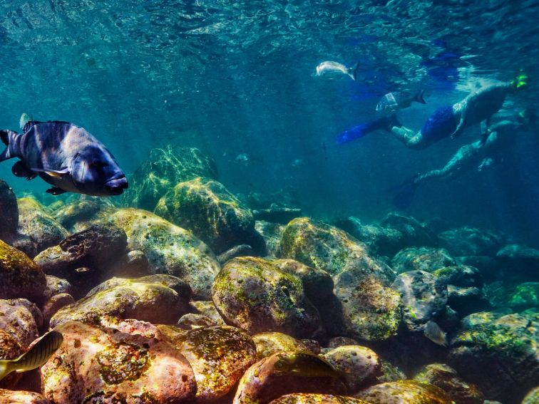 Cabbage Tree Bay Snorkeling