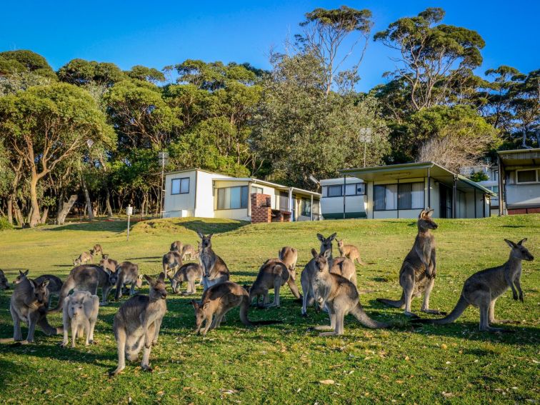 A herd of kangaroos enjoys the sun on the grassy slopes of Merry Beach Caravan Park.