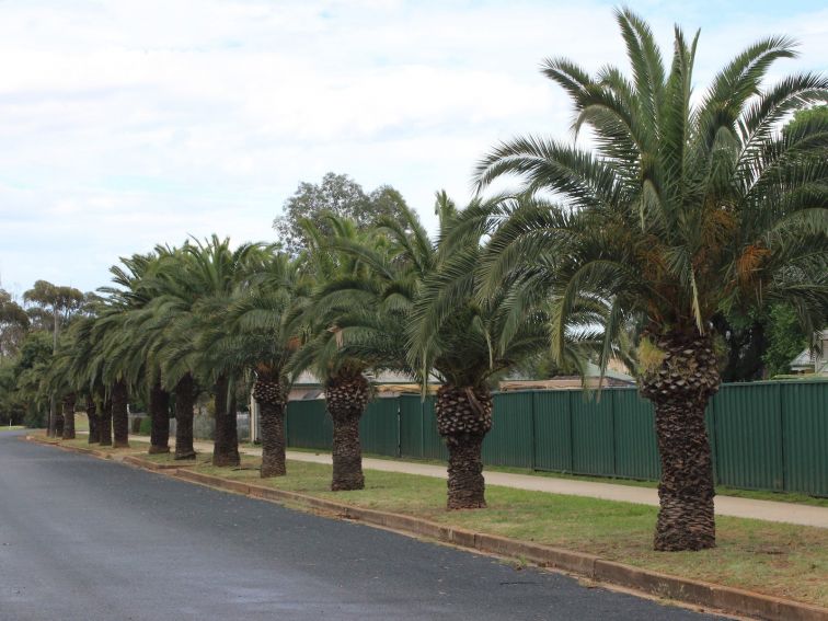 The date palms planted on Stephen Street from seeds brought back by World War I soldiers.