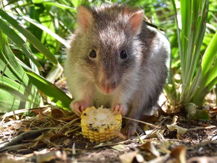 Rufous Bettong