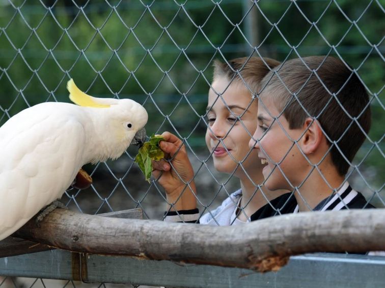 two boys feeding a Cockatoo at the Tamworth Marsupial Park