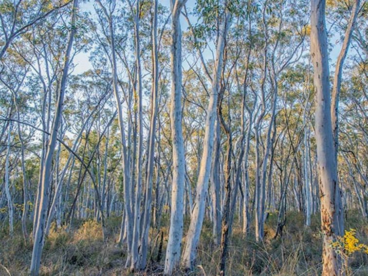 Bald Hill lookout, Hill End Historic Site. Photo: John Spencer