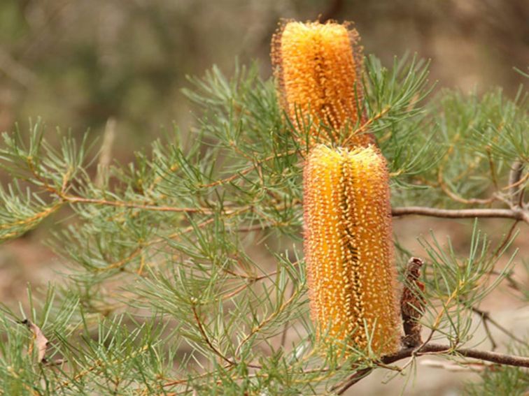 Banksia flowers. Photo: John Yurasek/OEH