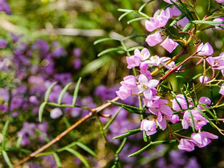 Barren Grounds Nature Reserve. Photo: John Spencer/NSW Government