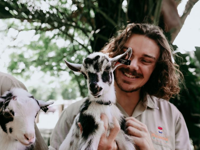 Nigerian Dwarf Goats