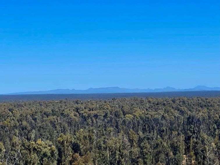 View from fire tower