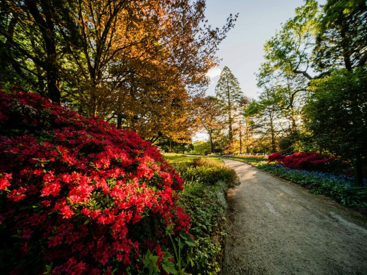 Azaleas in bloom on entry