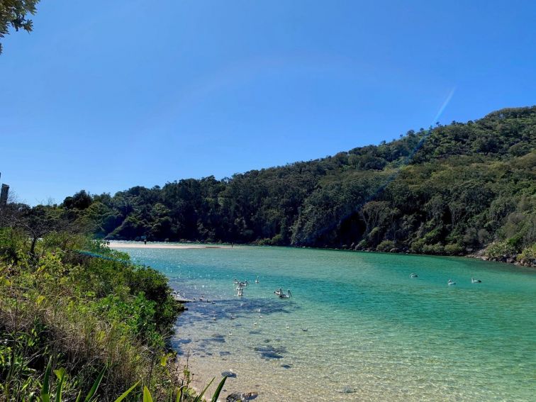 Korogoro Creek with pelicans_Hat Head_Macleay Valley Coast