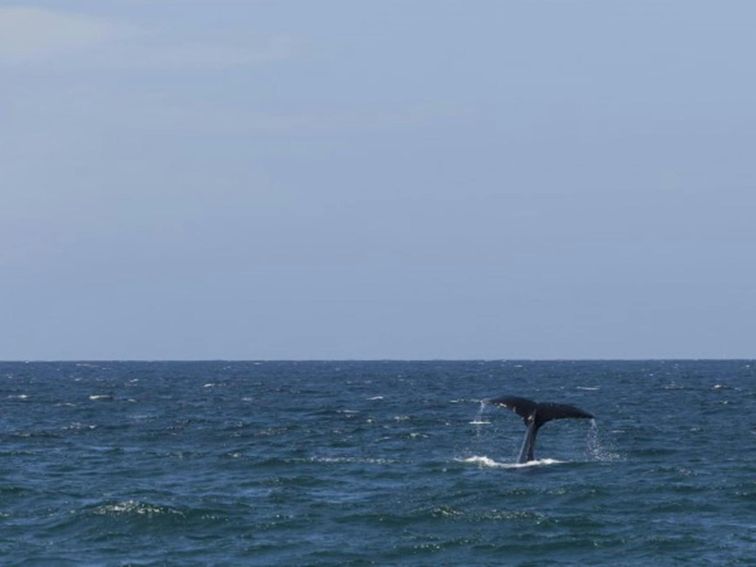 A whale tale at Bingi Bingi Point in Eurobodalla National Park. Photo: David Finnegan &copy; OEH