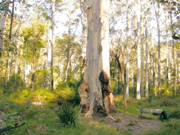 Blue Gum Forest, Blue Mountains National Park. Photo: Craig Marshall/NSW Government