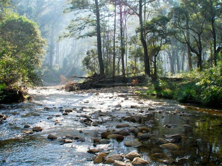 Blue Gum Forest, Blue Mountains National Park. Photo: A Gliddon/NSW Government