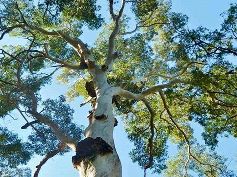 Blue Gum Forest, Blue Mountains National Park. Photo: Aine Gliddon/OEH