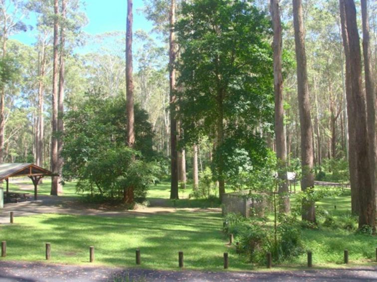 Bongil picnic area in Bongil Bongil National Park. Photo: Simon Grant &copy; DPE