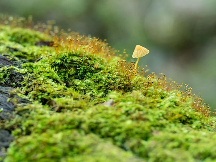 Brimbin Nature Reserve. Photo: John Spencer/OEH