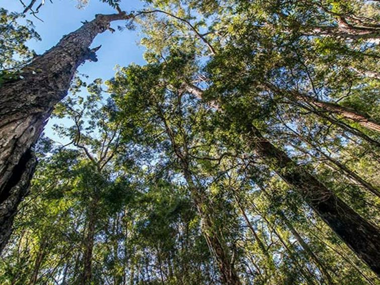 Brimbin Nature Reserve. Photo: John Spencer/OEH