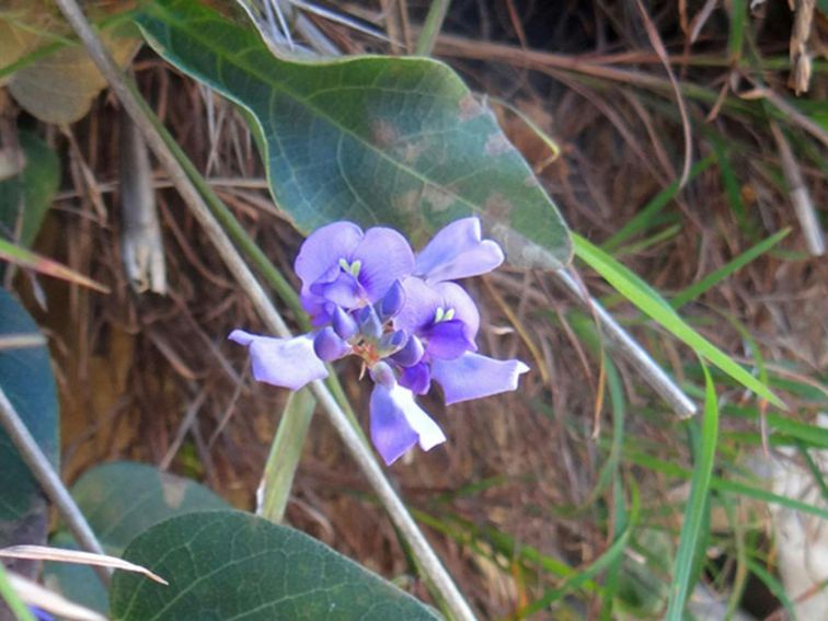 Broken Head Nature Reserve, purple coral pea. Photo: D Mackey/NSW Government