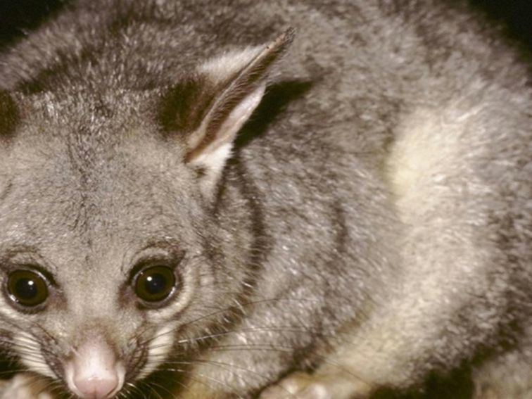 Brushtail possum, Heathcote National Park. Photo: Ken Stepnell &copy; DPIE