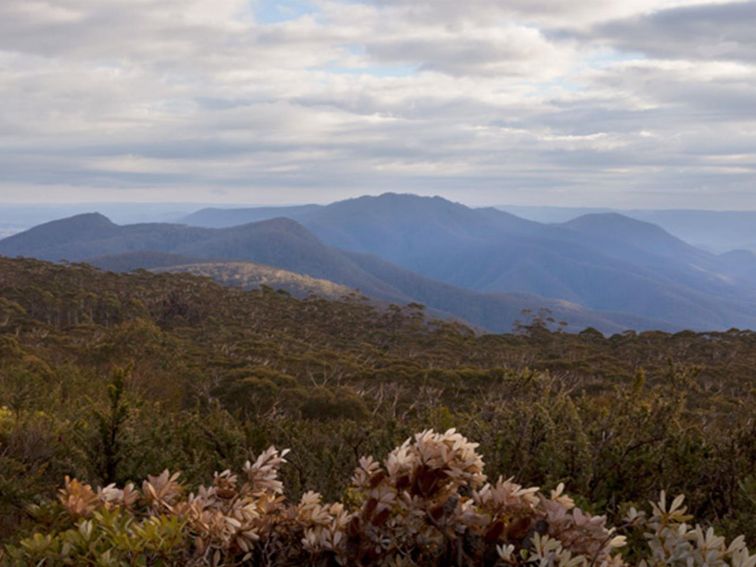 Mount Budawang trail, Budawang National Park. Photo: Lucas Boyd &copy; DPIE