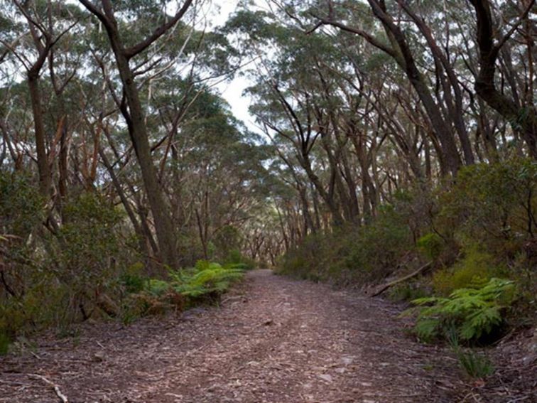 Mount Budawang trail path, Budawang National Park. Photo: Lucas Boyd &copy; DPIE