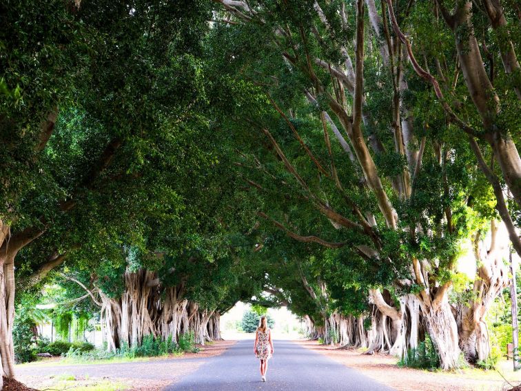 Fig Tree Avenue, Grafton