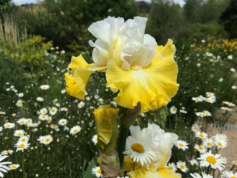 Beautiful iris are a big feature in the gardens at highfields in the spring at littley Hartley NSW