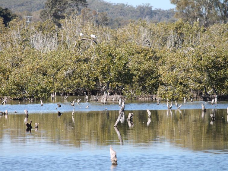 Birds in the waterway