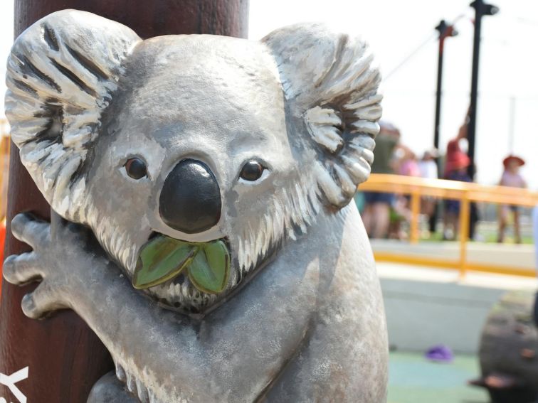 Koala eating gum leave