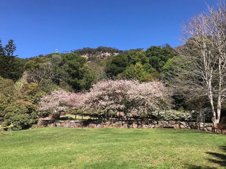 View from the lake to the escarpment with the crab apples in full bloom