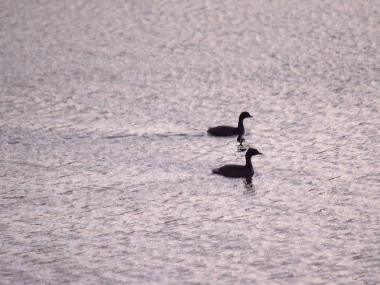 Wetlands