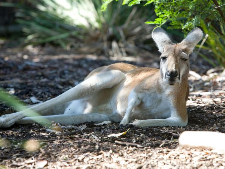 Red Kangaroo