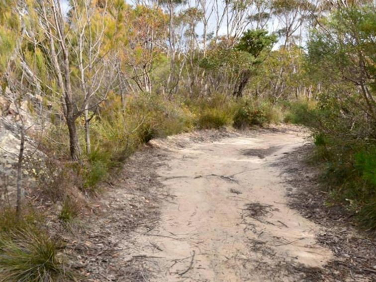 Red Rocks trig walking track, Cambewarra Range Nature Reserve. Photo: J Devereaux/OEH