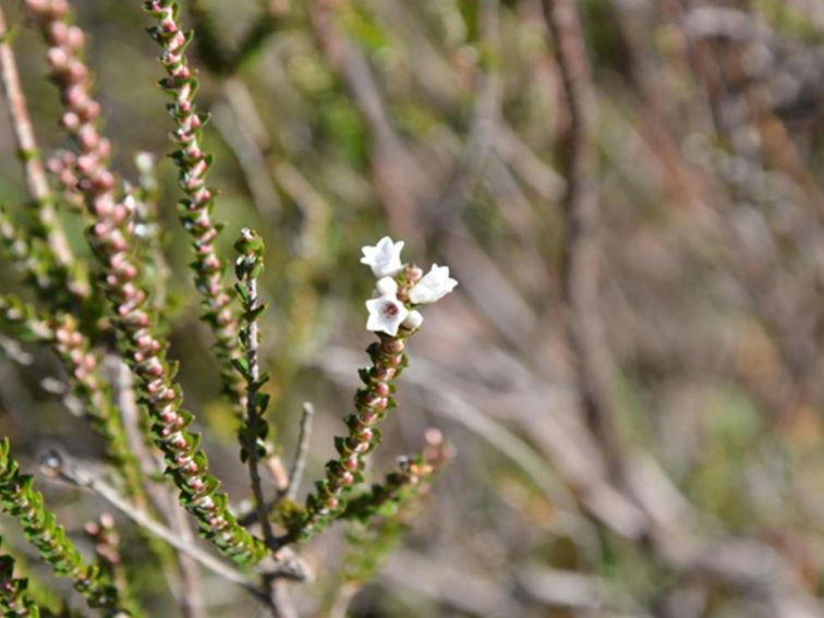 Red Rocks trig walking track wildflower, Cambewarra Range Nature Reserve. Photo: J Devereaux/OEH