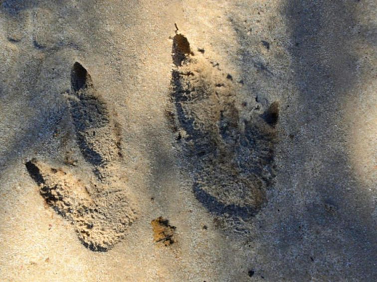 Wildlife tracks, Cambewarra Range Nature Reserve. Photo: J Devereaux/OEH