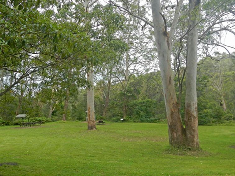 Carter Creek picnic area, Lane Cove National Park. Photo: Debby McGerty &copy; OEH