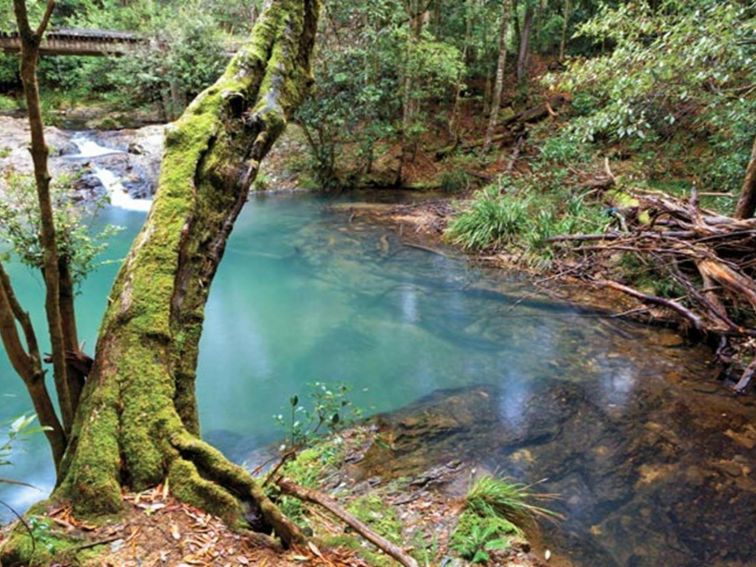 Mobong walking track, Cascade National Park. Photo: Robert Cleary &copy; DPIE